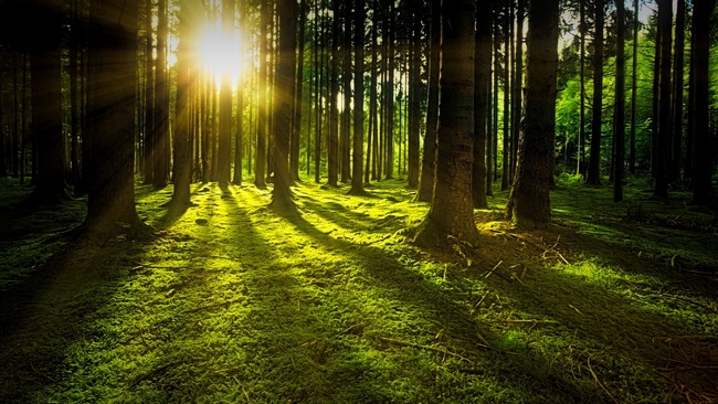 Pohled na stromy v lese mezi kterými proniká slunce.