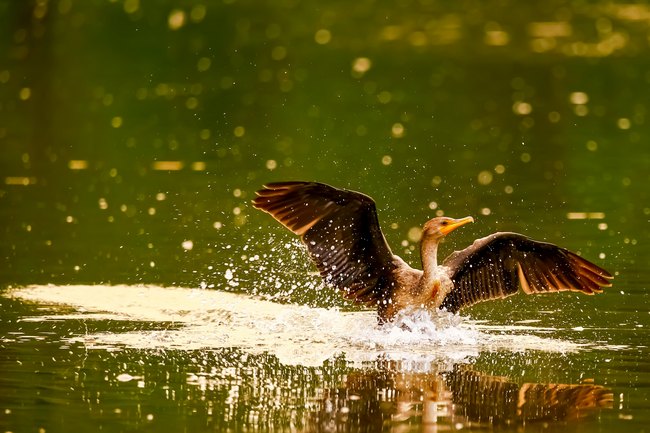 Pták s roztaženými křídly ve vodě.
