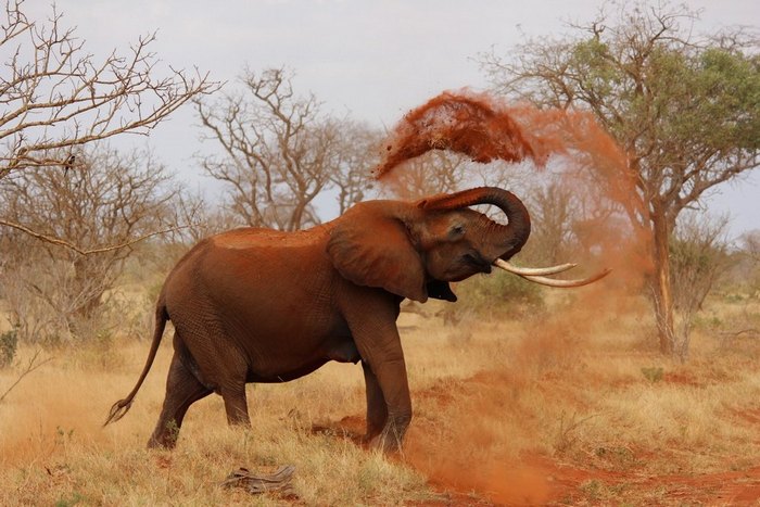 Africký slon v safari se pokrývá červeným pískem.
