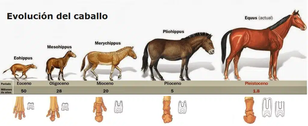Vyobrazení evoluce koní