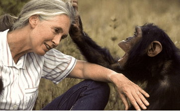 Jane Goodall se šimpanzem-významná žena z oblasti vědy