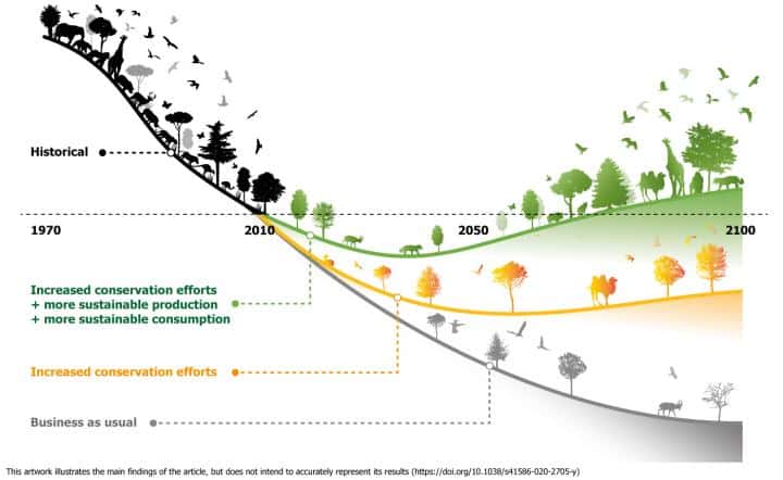 Infografika znázorňující vzestup biologické rozmanitosti.
