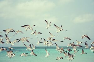 Mezinárodní den ptactva - hejno ptáků