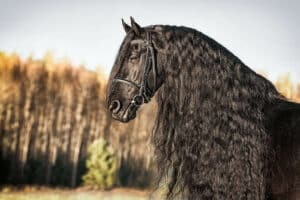 Evropský den koní - Fríský kůň