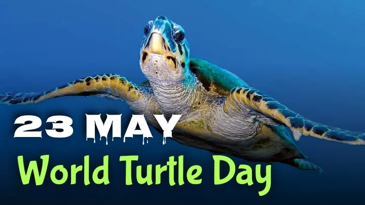 Želva v moři s textem "23 May, World Turtle Day!