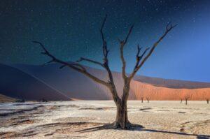Suchý strom uprostřed africké pouště.