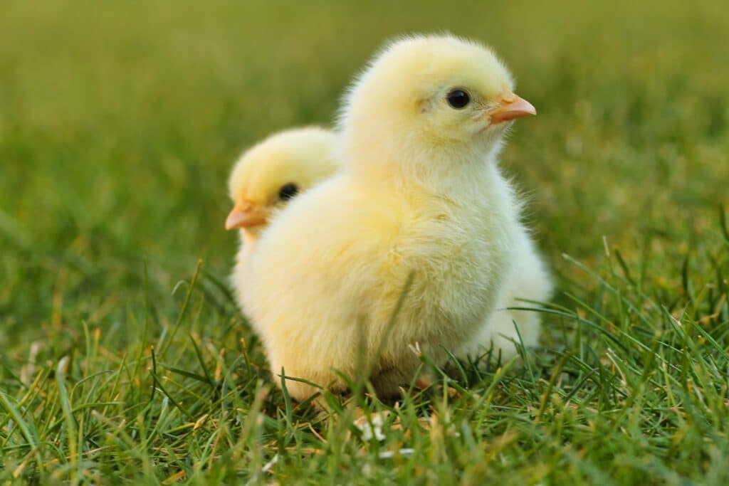 Dvě malá kuřátka v trávě na Velikonoční pondělí v Rakousku. 