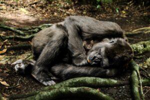 Gorila leží v přírodě a objímá malé koťátko.