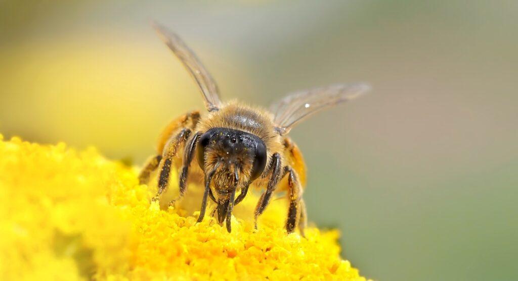 Včela opilovává žlutý květ.
