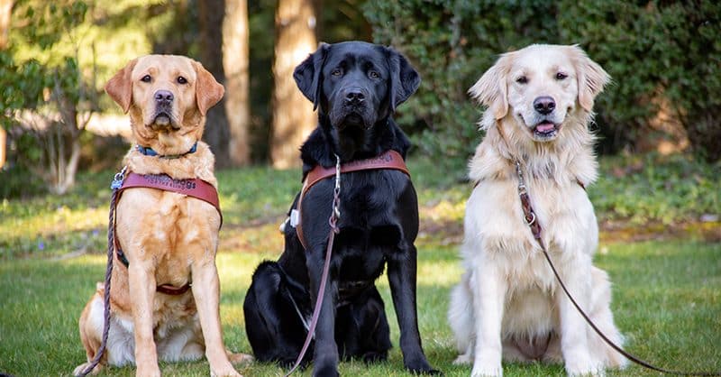 Tři asistenční psi různých barev.
