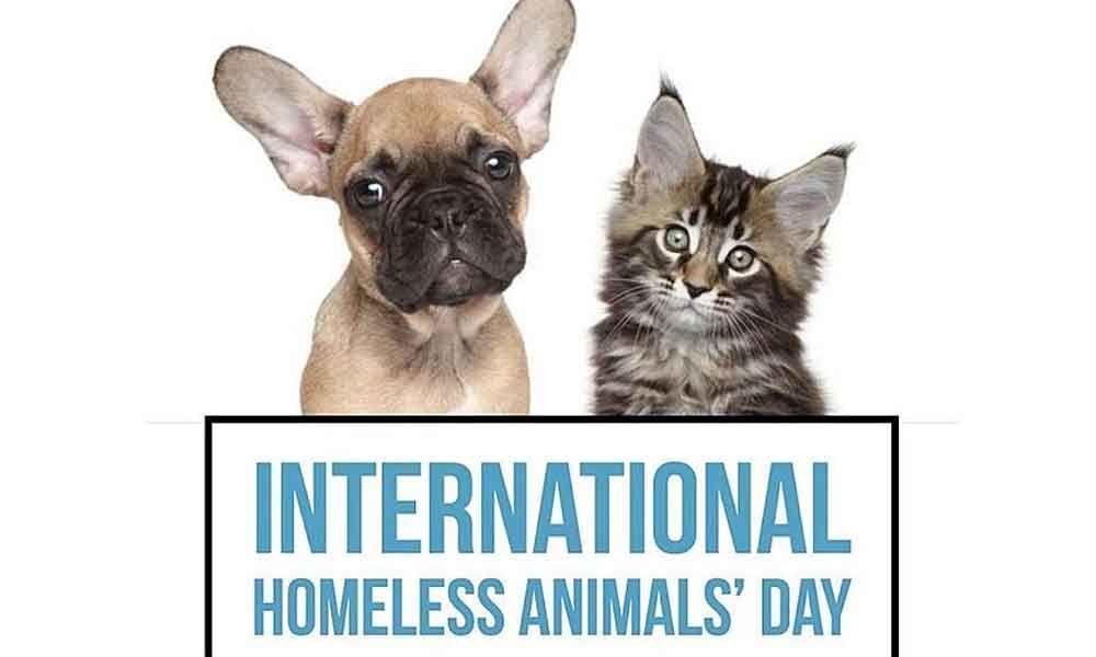 Pes a kočka s nápisem "International homeless animals'day"