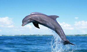 Skákající delfín