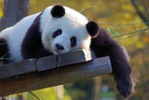 Panda velká při odpočinku.