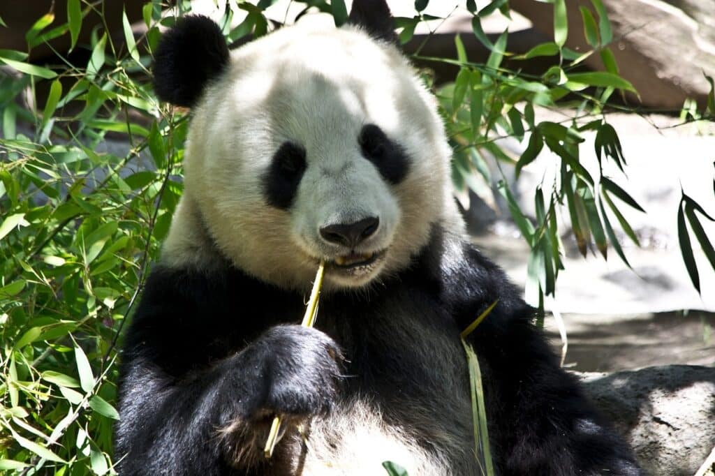 Panda velká žvýkající bambus