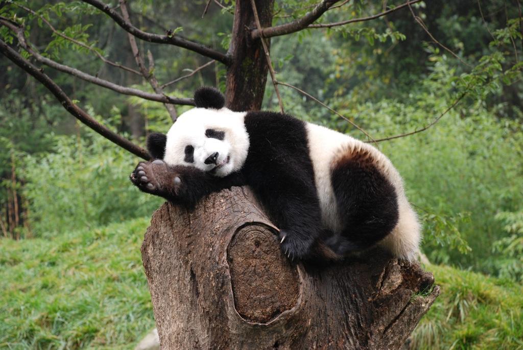 Panda velká ležící na stromě.