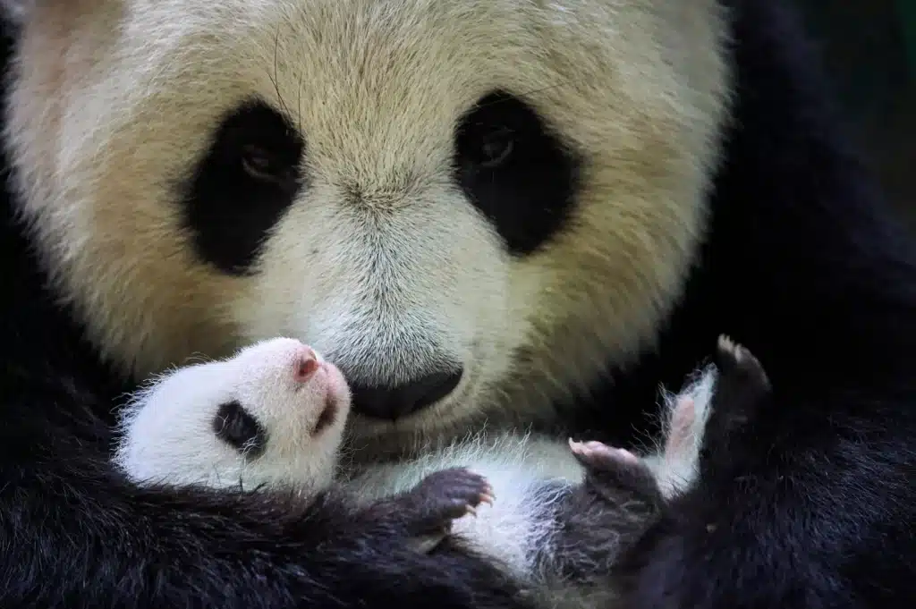 Mládě pandy velké s matkou