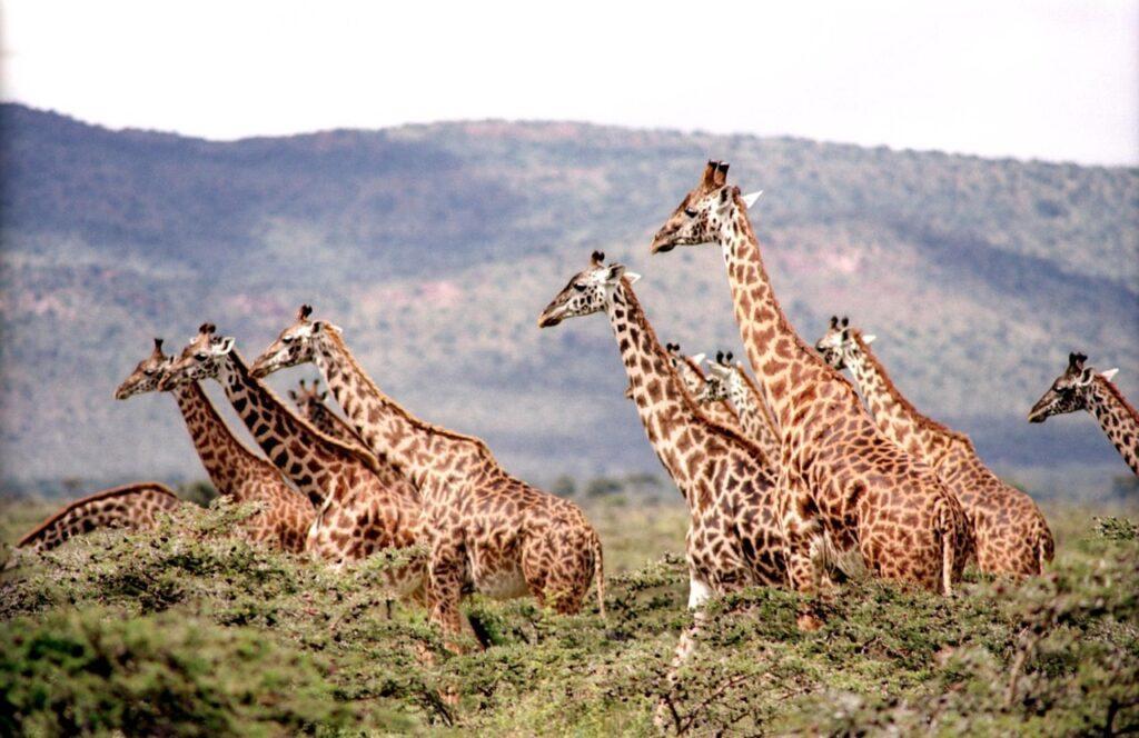 Žirafí stádo v přirozeném prostředí