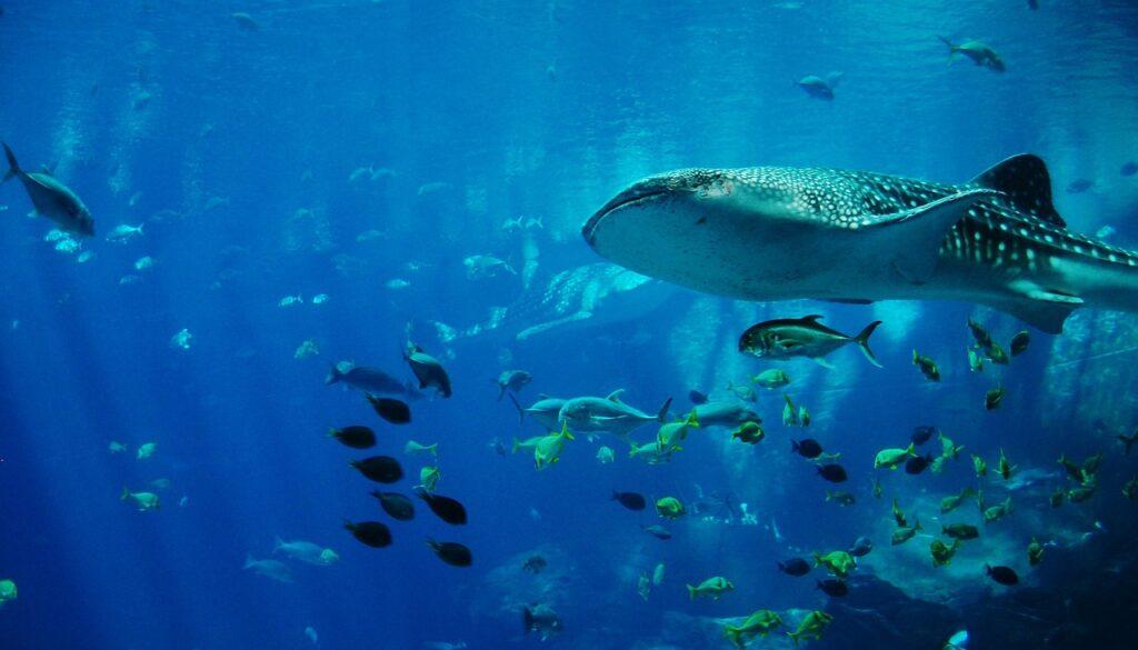 Podmořský svět s různými vodními živočichy.