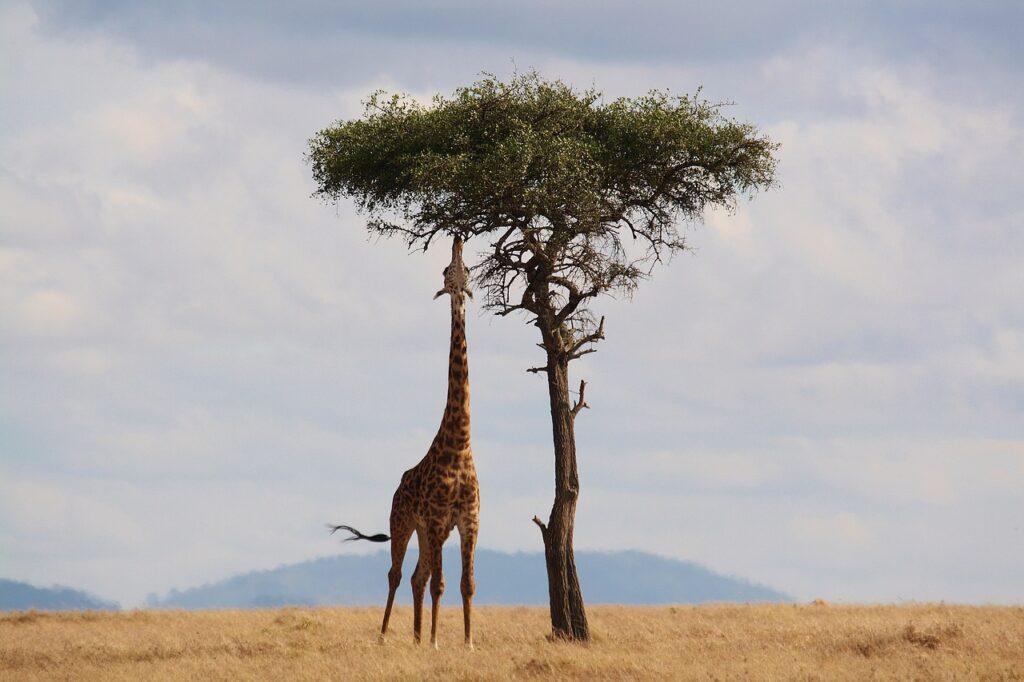 Žirafa okusující vysoký strom.