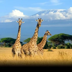 Tři žirafy ve svém přirozeném prostředí.