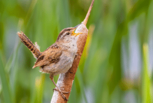 Mezinárodní den ptačího zpěvu