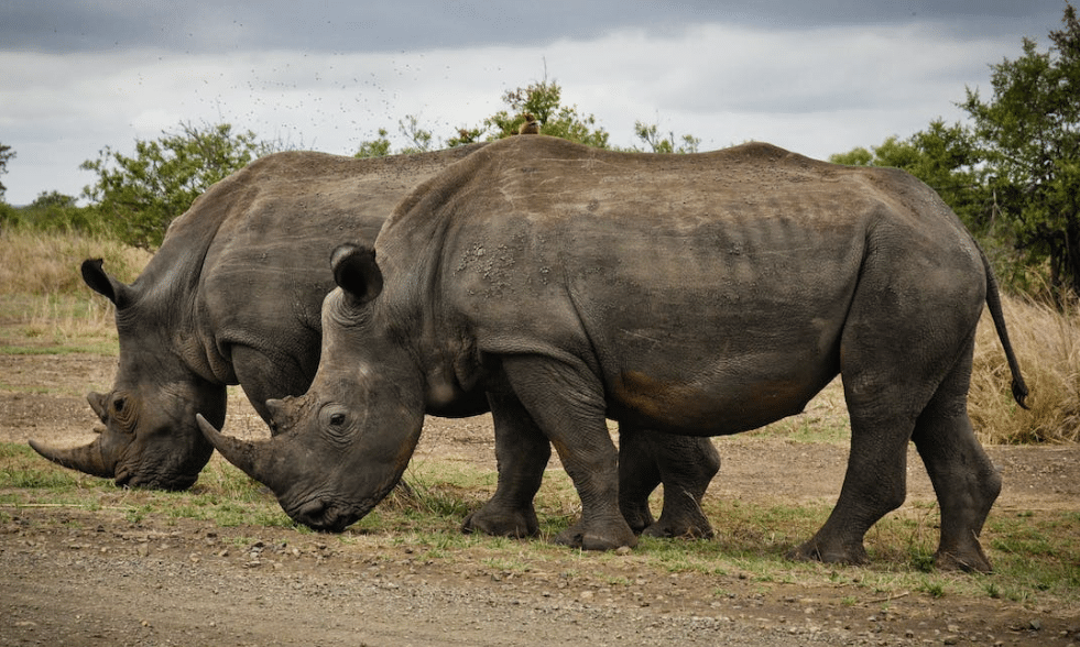 Kriticky ohrožený druh kvůli lidem - nosorožec.