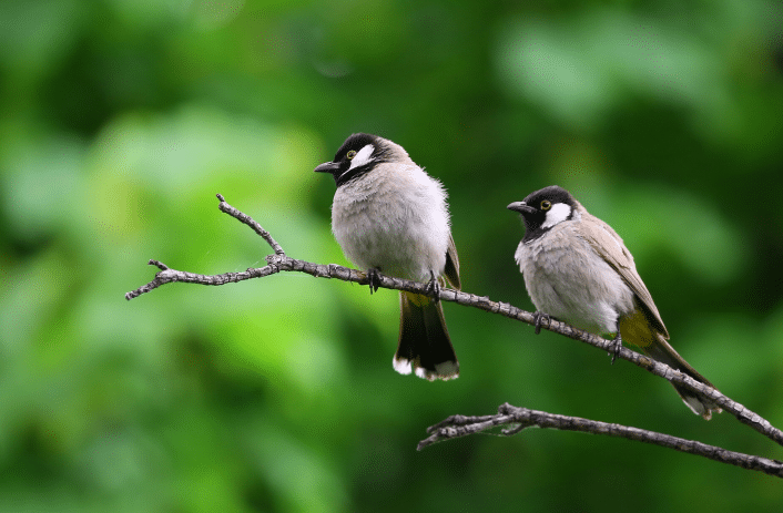 Dva ptáčci a jejich zpěv.