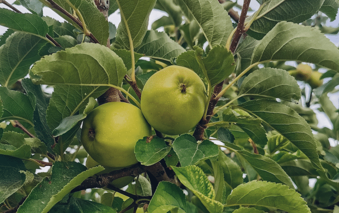 Původní odrůdy jablek jsou více šťavnatá.