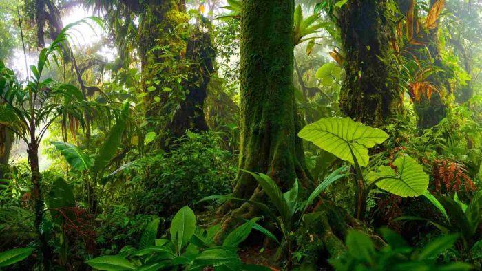 Vegetace v tropickém pralese.